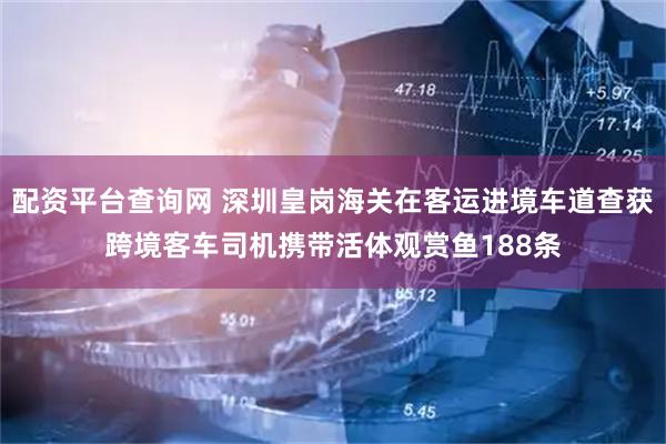 配资平台查询网 深圳皇岗海关在客运进境车道查获跨境客车司机携带活体观赏鱼188条