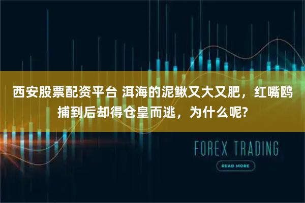 西安股票配资平台 洱海的泥鳅又大又肥，红嘴鸥捕到后却得仓皇而逃，为什么呢?